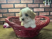 Zane, a male Maltipoo for sale in Athens, WI – Photo 8 of 10