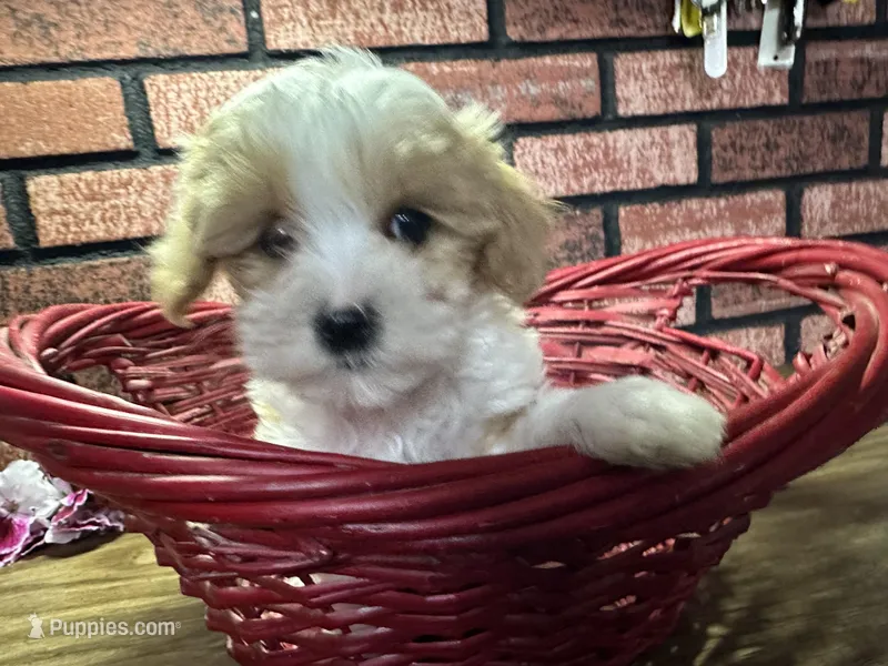 Zane, a male Maltipoo for sale in Athens, WI – Photo 1 of 10