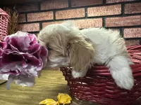 Zane, a male Maltipoo for sale in Athens, WI – Photo 5 of 10