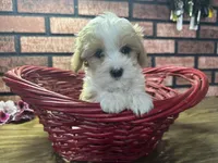 Zane, a male Maltipoo for sale in Athens, WI – Photo 7 of 10