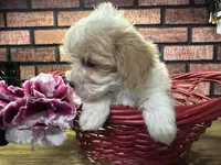 Zane, a male Maltipoo for sale in Athens, WI – Photo 4 of 10