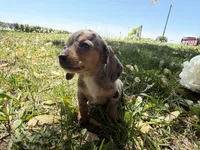 Hattie, a female Miniature Dachshund for sale in Athens, WI – 4 of 10