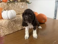 AKC Walker, a male Cocker Spaniel for sale in Athens, WI – 8 of 10