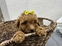 Queenie, a female Poodle - Miniature  for sale in Athens, WI – Photo 10 of 10