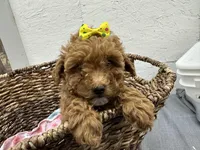 Queenie, a female Poodle - Miniature  for sale in Athens, WI – Photo 6 of 10