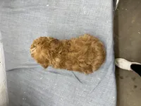 Queenie, a female Poodle - Miniature  for sale in Athens, WI – Photo 4 of 10