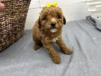 Queenie, a female Poodle - Miniature  for sale in Athens, WI – Photo 7 of 10