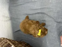 Queenie, a female Poodle - Miniature  for sale in Athens, WI – Photo 3 of 10