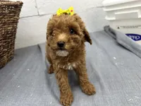 Queenie, a female Poodle - Miniature  for sale in Athens, WI – Photo 5 of 10