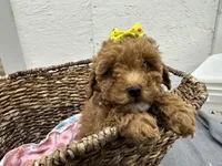 Queenie, a female Poodle - Miniature  for sale in Athens, WI – Photo 9 of 10