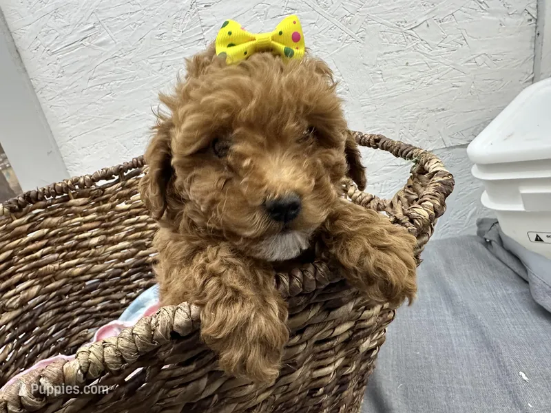 Queenie – Poodle - Miniature  puppy for sale in Athens, WI