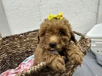 Queenie, a female Poodle - Miniature  for sale in Athens, WI – Photo 8 of 10