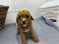 Queenie, a female Poodle - Miniature  for sale in Athens, WI – Photo 2 of 10