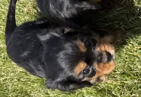AKC Dora, a female Cavalier King Charles Spaniel for sale in Athens, WI – 4 of 10
