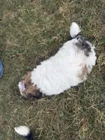 Fiona, a female Yorkshire Terrier for sale in Athens, WI – 6 of 10