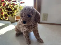 Mitch, a male Miniature Goldendoodle for sale in Athens, WI – Photo 3 of 10