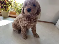 Mitch, a male Miniature Goldendoodle for sale in Athens, WI – Photo 5 of 10