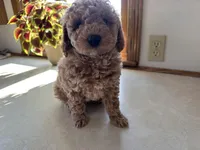 Mitch, a male Miniature Goldendoodle for sale in Athens, WI – Photo 8 of 10