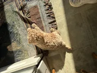 Mitch, a male Miniature Goldendoodle for sale in Athens, WI – Photo 6 of 10