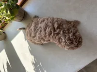 Mitch, a male Miniature Goldendoodle for sale in Athens, WI – Photo 4 of 10