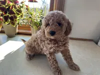 Mitch, a male Miniature Goldendoodle for sale in Athens, WI – Photo 9 of 10