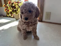 Mitch, a male Miniature Goldendoodle for sale in Athens, WI – Photo 7 of 10