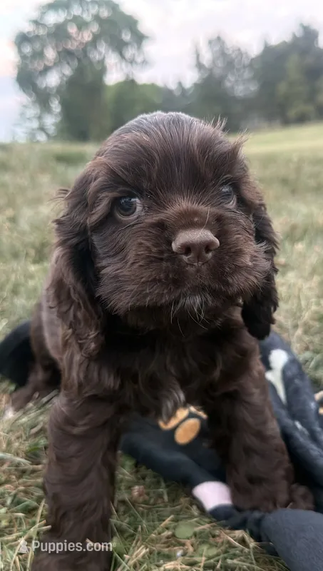 AKC Maverick  – Cocker Spaniel puppy for sale in Athens, WI