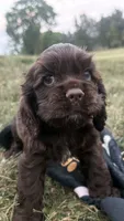 AKC Maverick , a male Cocker Spaniel for sale in Athens, WI – 1 of 9