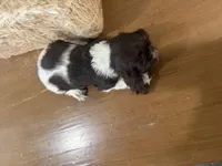 AKC Wanda , a female Cocker Spaniel for sale in Athens, WI – 3 of 10