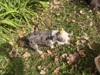 Priscilla, a female Boston Terrier for sale in Athens, WI – 7 of 10