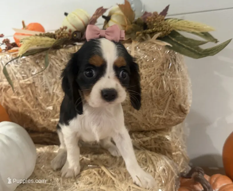Callie – Cavalier King Charles Spaniel puppy for sale in Athens, WI
