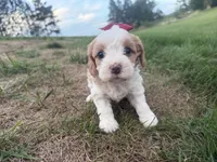 Annie, a female Cavapoo for sale in Athens, WI – 6 of 10