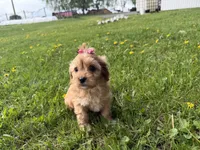Elane, a female Cavapoo for sale in Athens, WI – 6 of 10