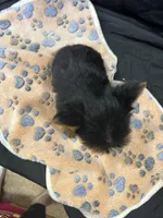 Friskie, a female Yorkshire Terrier for sale in Athens, WI – Photo 6 of 10