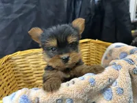 Friskie, a female Yorkshire Terrier for sale in Athens, WI – Photo 4 of 10