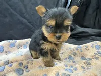 Friskie, a female Yorkshire Terrier for sale in Athens, WI – Photo 2 of 10