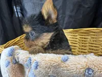 Friskie, a female Yorkshire Terrier for sale in Athens, WI – Photo 3 of 10
