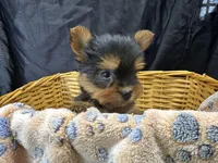 Friskie, a female Yorkshire Terrier for sale in Athens, WI – Photo 9 of 10