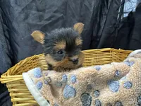 Friskie, a female Yorkshire Terrier for sale in Athens, WI – Photo 7 of 10