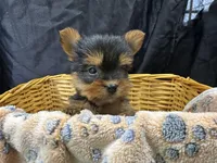 Friskie, a female Yorkshire Terrier for sale in Athens, WI – Photo 8 of 10