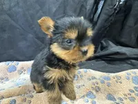 Friskie, a female Yorkshire Terrier for sale in Athens, WI – Photo 5 of 10