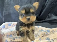 Friskie, a female Yorkshire Terrier for sale in Athens, WI – Photo 1 of 10