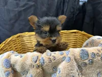 Friskie, a female Yorkshire Terrier for sale in Athens, WI – Photo 10 of 10