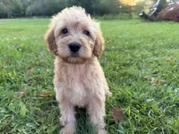 Cloudy , a female Miniature Goldendoodle for sale in Athens, WI – 3 of 10