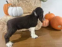 AKC Walker, a male Cocker Spaniel for sale in Athens, WI – 10 of 10