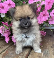 Tuffy, a male Pomeranian for sale in Athens, WI – 6 of 10