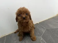 Rory, a female Cavapoo for sale in Athens, WI – 5 of 9
