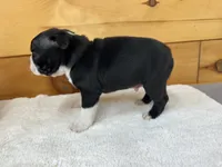 processed/b5532e8e-36a6-40e0-9840-dc4996fa709b/listing/e948e383-7234-4e67-bb39-86cef1e79f01/d84e8dee-1626-4334-bdf2-054cc4068d4c