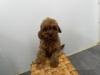 Roxy, a female Cavapoo for sale in Athens, WI – 4 of 10