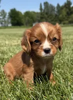 AKC Dax, a male Cavalier King Charles Spaniel for sale in Athens, WI – 1 of 10
